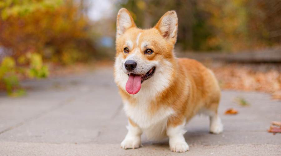a dog looking with smile