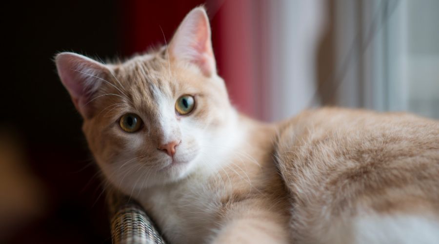 About Banner a cat lying on a couch