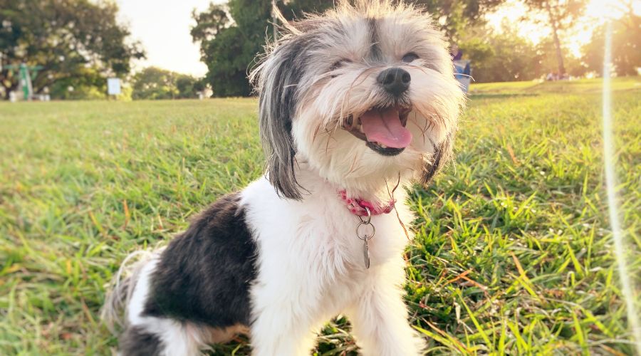a dog sitting in grass