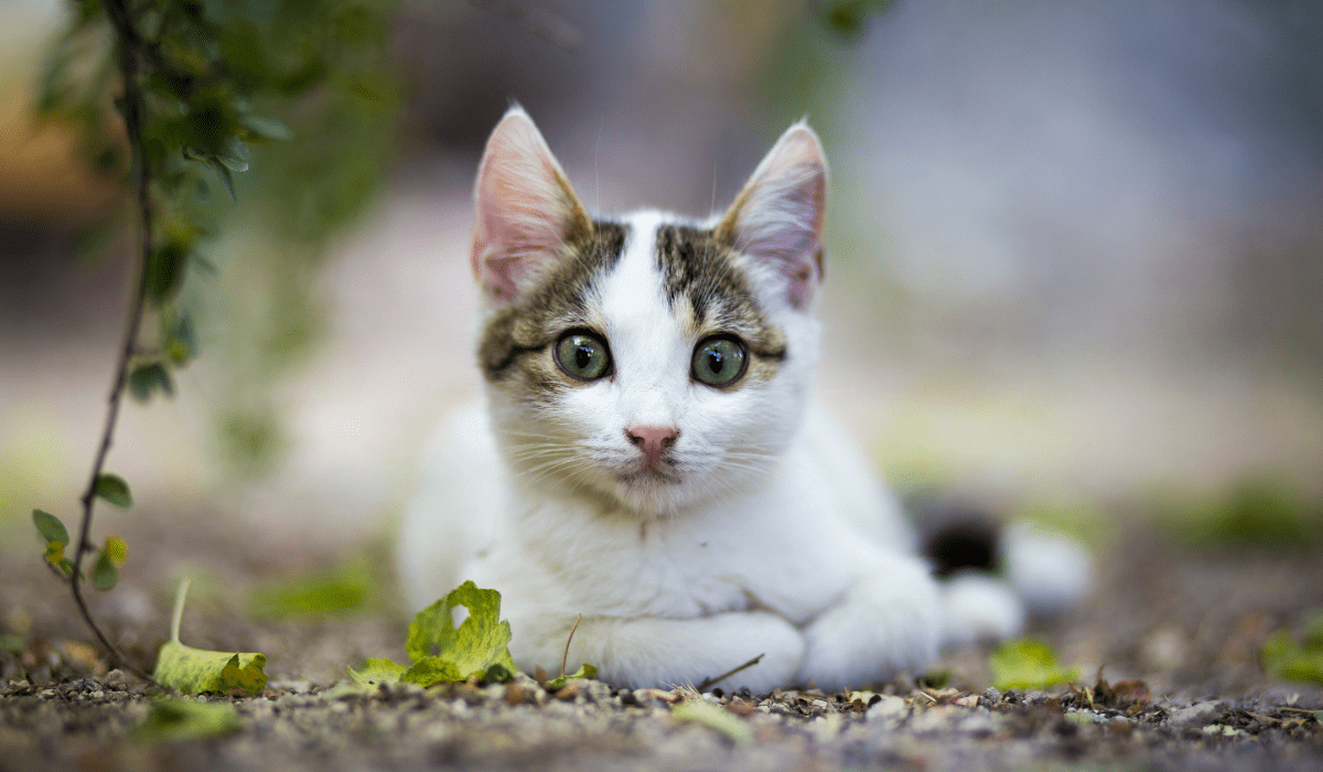 cat laying outside