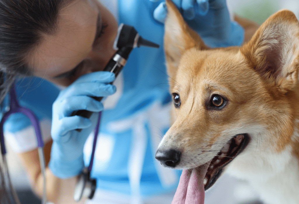 a person holding an otoscope over a dog