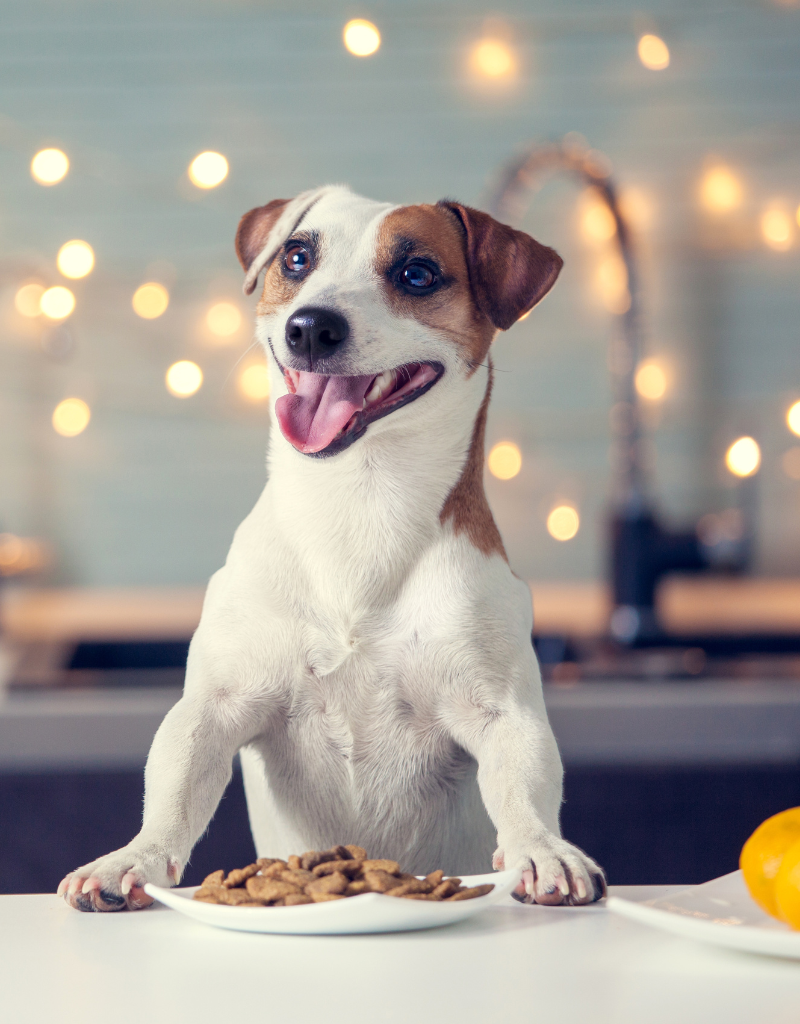 a dog Our approach is holistic, considering not only their nutritional needs but also their preferences and lifestyle. We'll work closely with you to create a customized nutrition plan that aligns with your pet's requirements and supports their overall health.</p>
<p>The benefits of proper nutrition are far-reaching. From maintaining a healthy weight to promoting strong immunity, a balanced diet plays a pivotal role in your pet's vitality and longevity. Our counselors will educate you on the importance of essential nutrients, portion control, and dietary enrichment, empowering you to make choices that positively impact your pet's quality of life.</p>
<p>We understand that navigating the world of pet nutrition can be overwhelming, given the plethora of options and conflicting information available. Our aim is to simplify this process for you, providing evidence-based guidance that suits your pet's unique needs. Additionally, we're here to address any concerns you may have, whether it's managing allergies, addressing weight concerns, or understanding ingredient labels.</p>
<p>a dog holding a plate of food