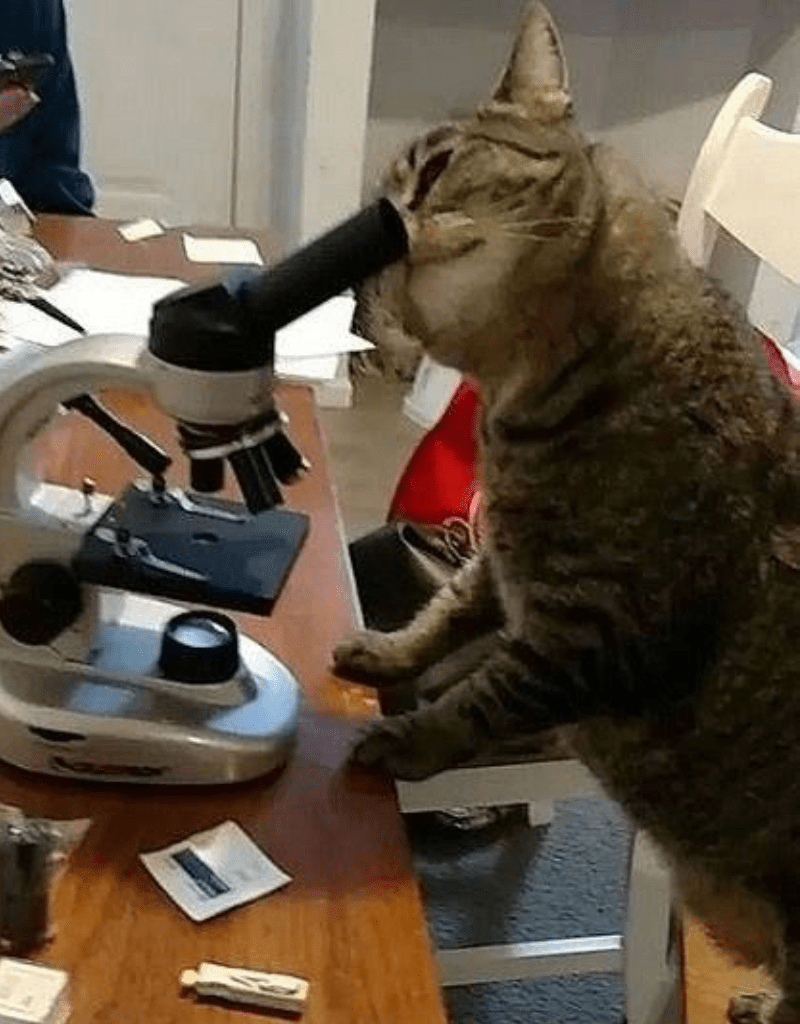 a cat looking through a microscope<br />
