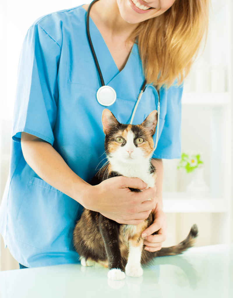a person in blue scrubs holding a cat<br />
