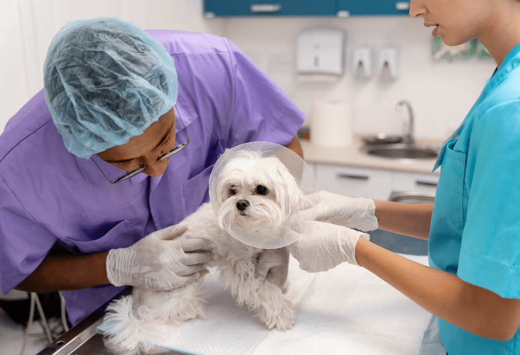 About Banner a dog being examined by a veterinarian