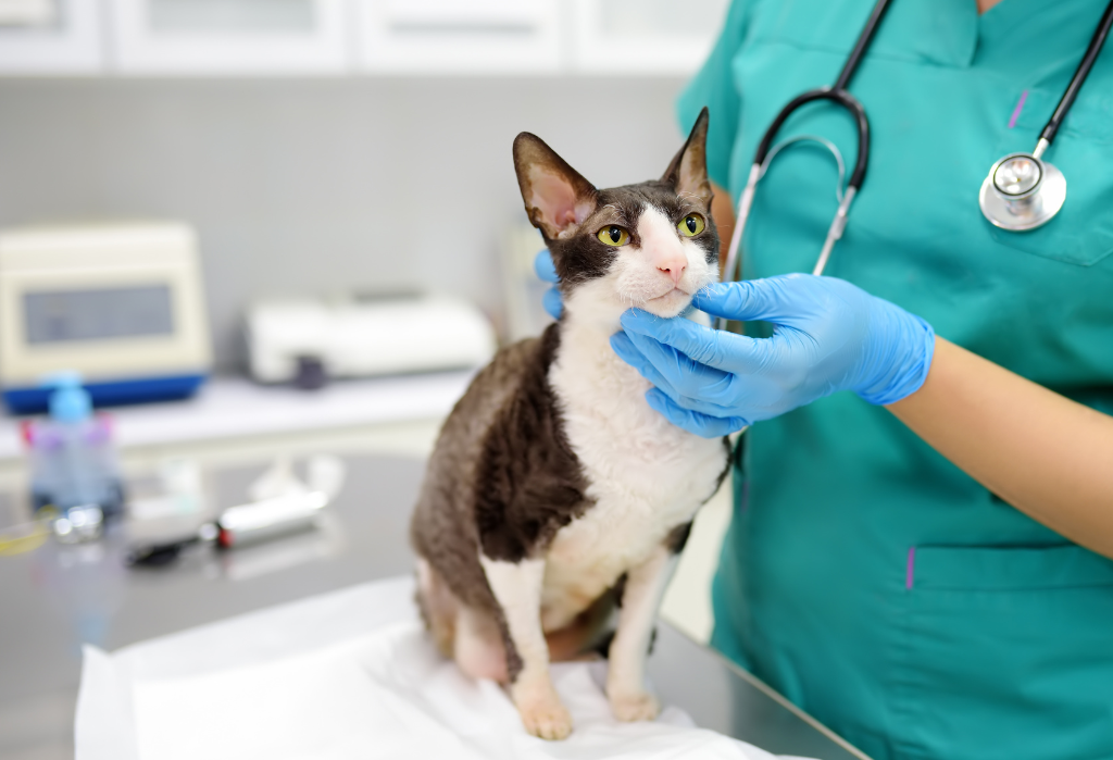 a cat being examined by a vet
