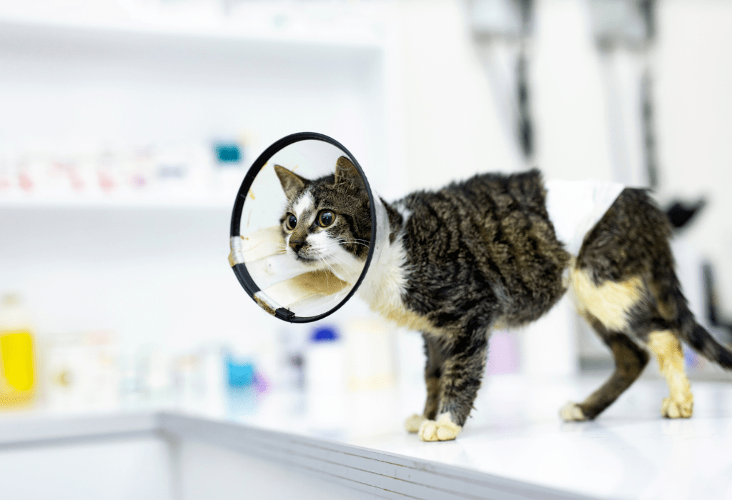a cat with a cone around its neck