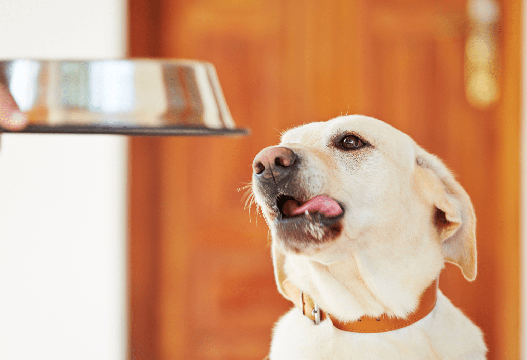 a dog looking at a bowl