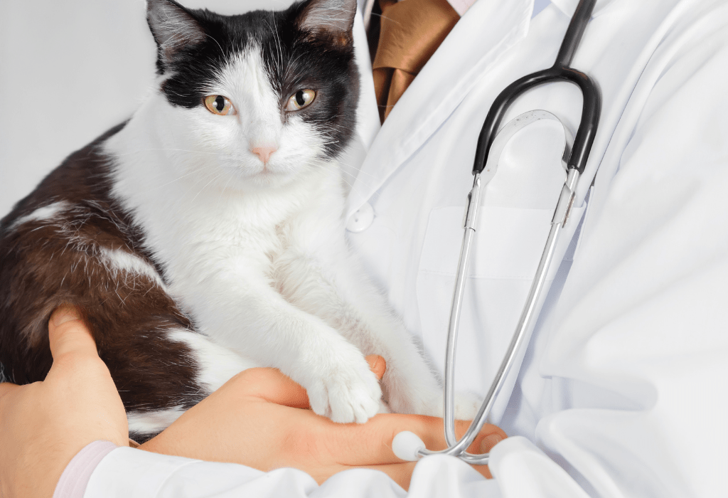 About Banner a cat holding a person's hand