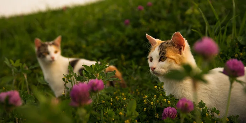 About Banner a cat in a field of flowers