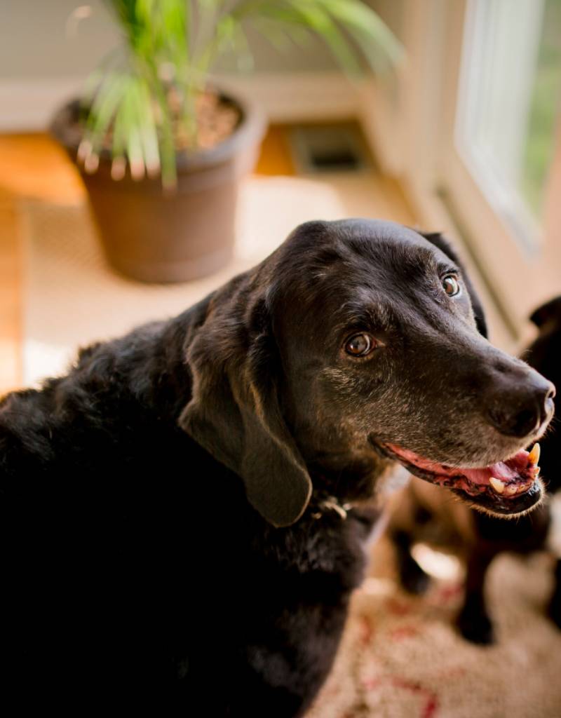 A dog looking at the camera