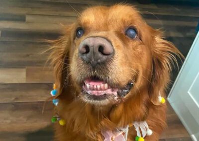 dog wearing a necklace