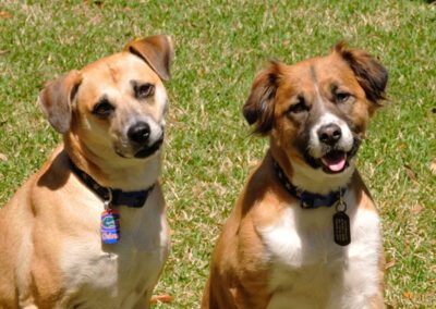 two dogs sitting outside