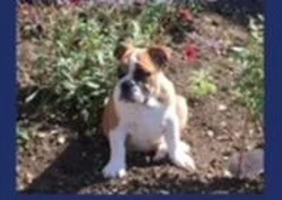 bulldog sitting outside