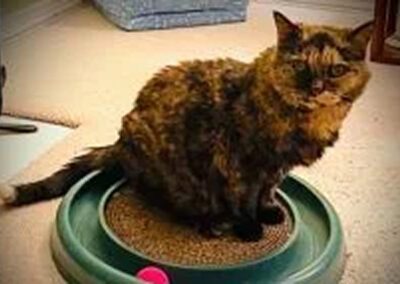 cat playing with a toy