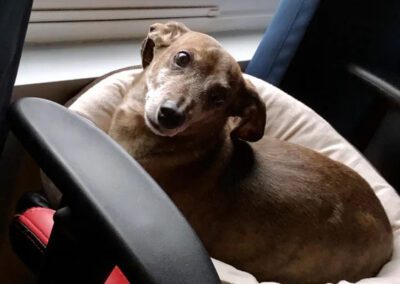 dog looking out a window