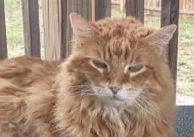 orange cat outside