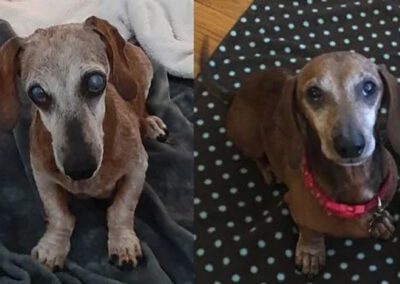 old dog sitting
