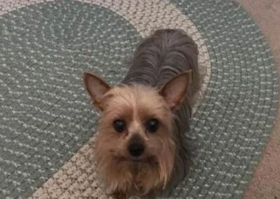 yorkie dog
