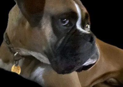boxer dog