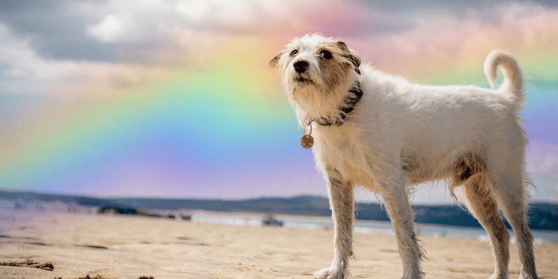 About Banner Dog-front-of-sky-rainbow
