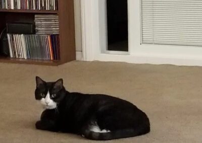 black and white cat laying down