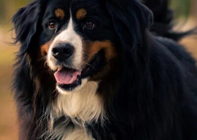 dog playing