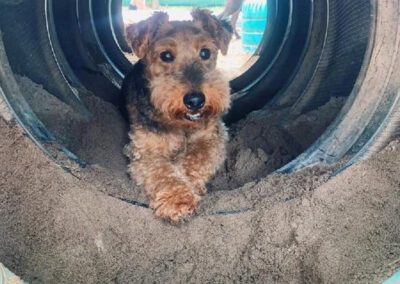 dog laying in a tunnel