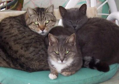 three cats snuggling