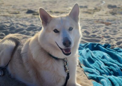 dog laying on the beach
