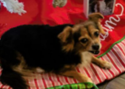 dog laying on a christmas tree skirt