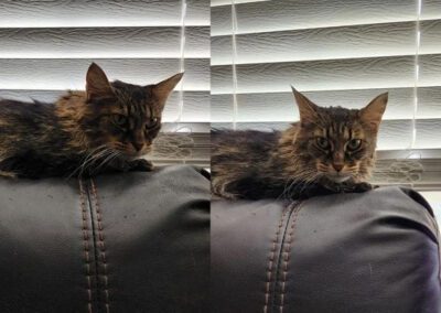 tabby cat laying on a couch