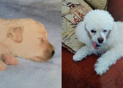 white fluffy dog