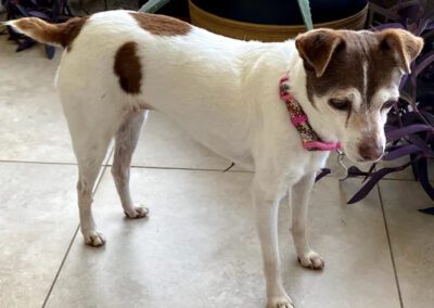 dog standing up