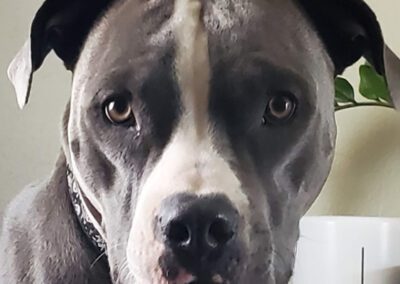 grey and white dog