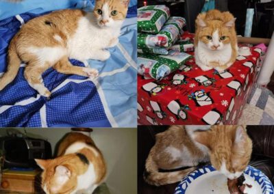 orange and white cat