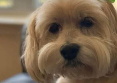 white fluffy dog