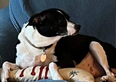 black and white dog