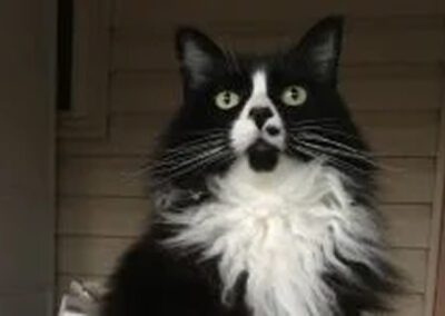 black and white cat