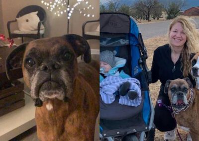 boxer dog with family