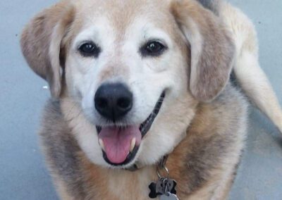 dog laying outside