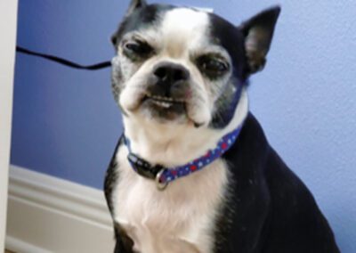 boston terrier