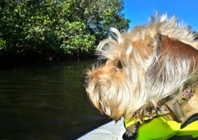 dog looking at water