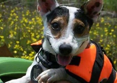 dog wearing a lifejacket