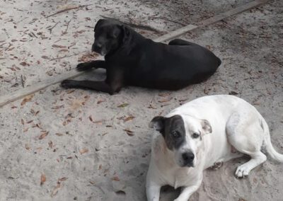 two dogs laying outside