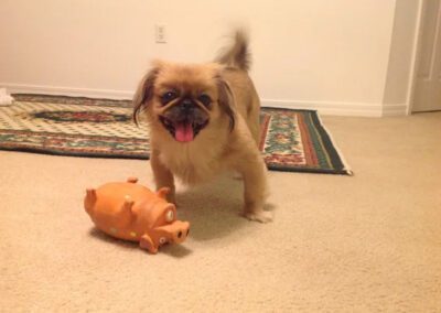 dog playing with a pig toy