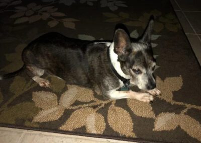 dog laying down