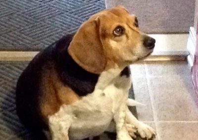 beagle sitting