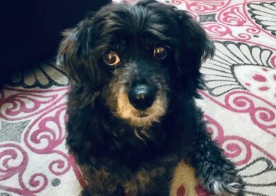 black dog
