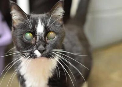 black and white cat